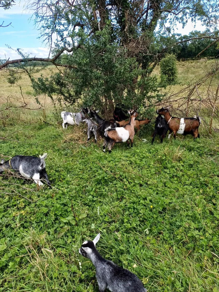 Pygmy goats for sale - Image 1