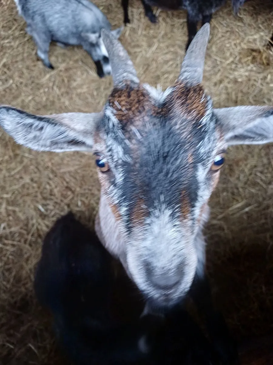 Pygmy goats for sale - Image 2