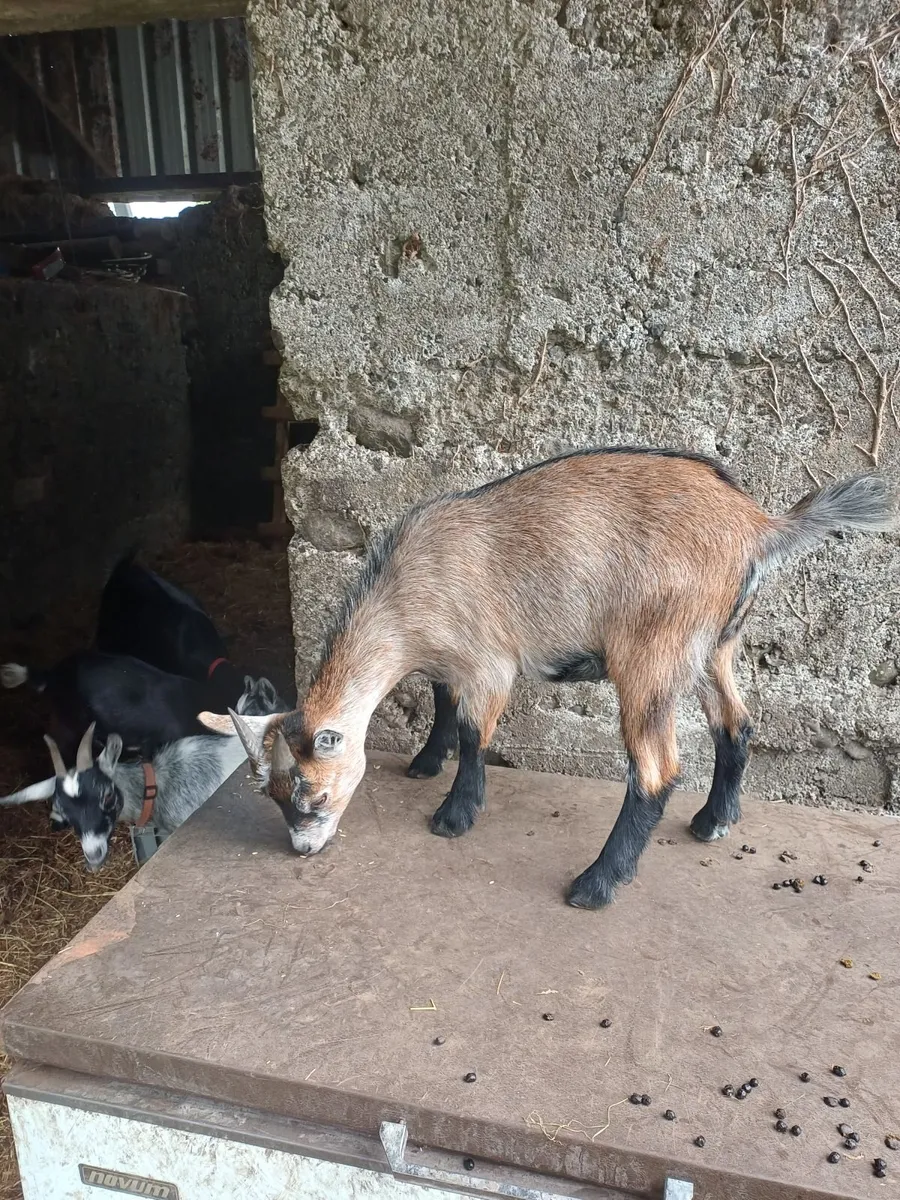 Pygmy goats for sale - Image 3