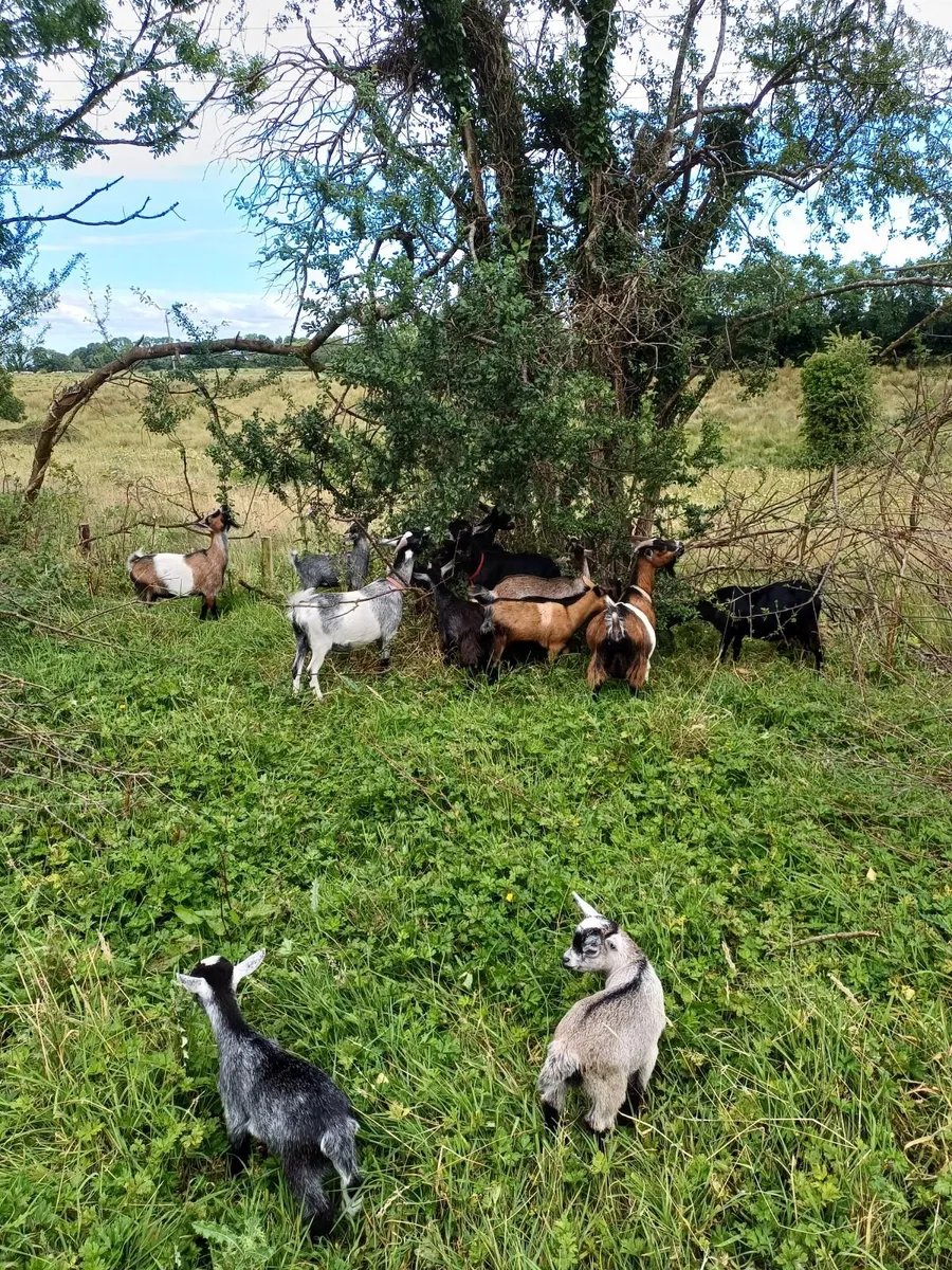 Pygmy goats for sale - Image 4