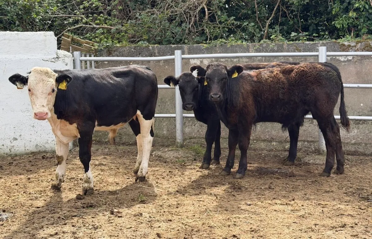 ⭐️3 Quality Bull Weanlings ⭐️ - Image 1