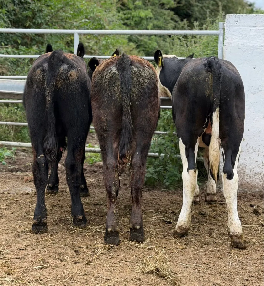 ⭐️3 Quality Bull Weanlings ⭐️ - Image 3