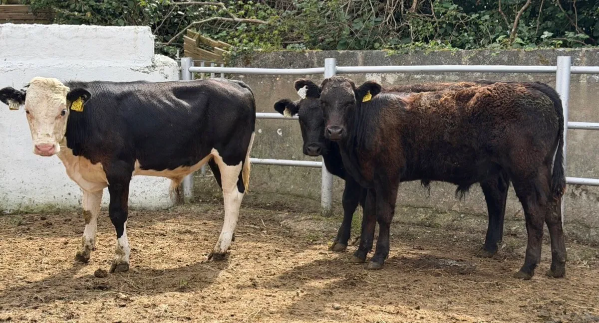 ⭐️3 Quality Bull Weanlings ⭐️ - Image 4