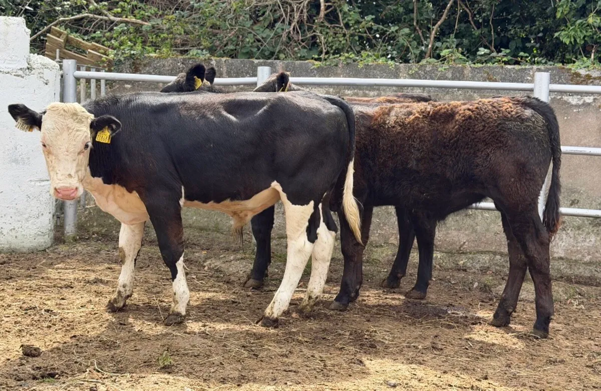 ⭐️3 Quality Bull Weanlings ⭐️ - Image 2