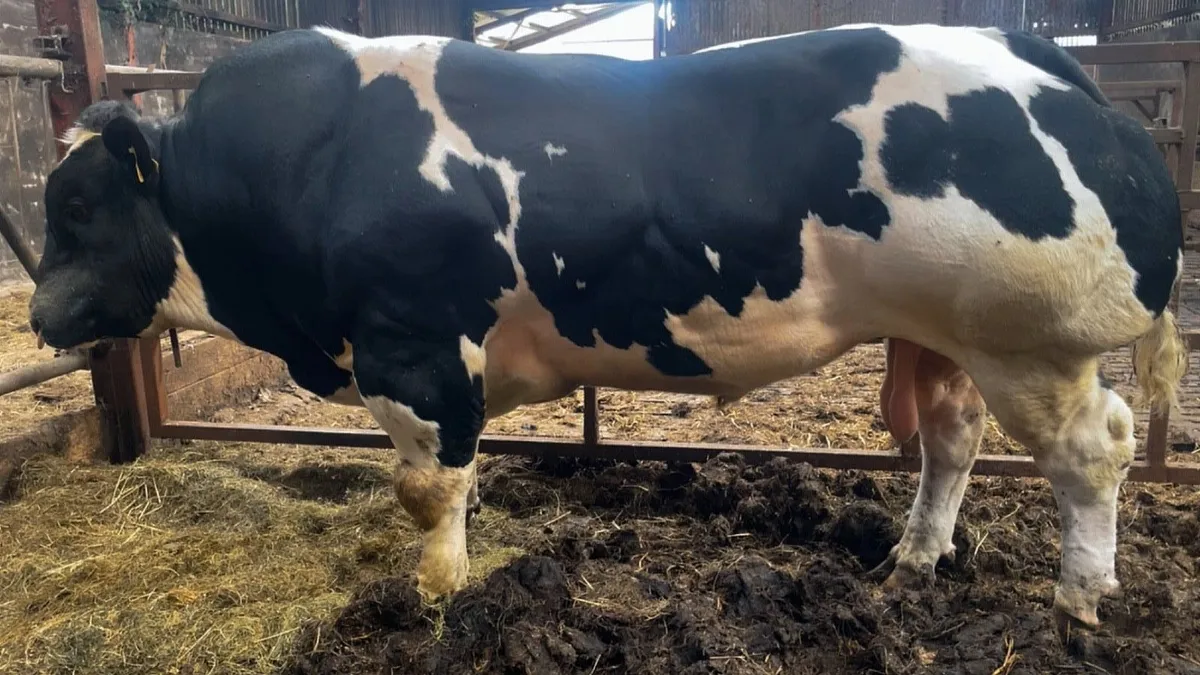 Pedigree Blue bull