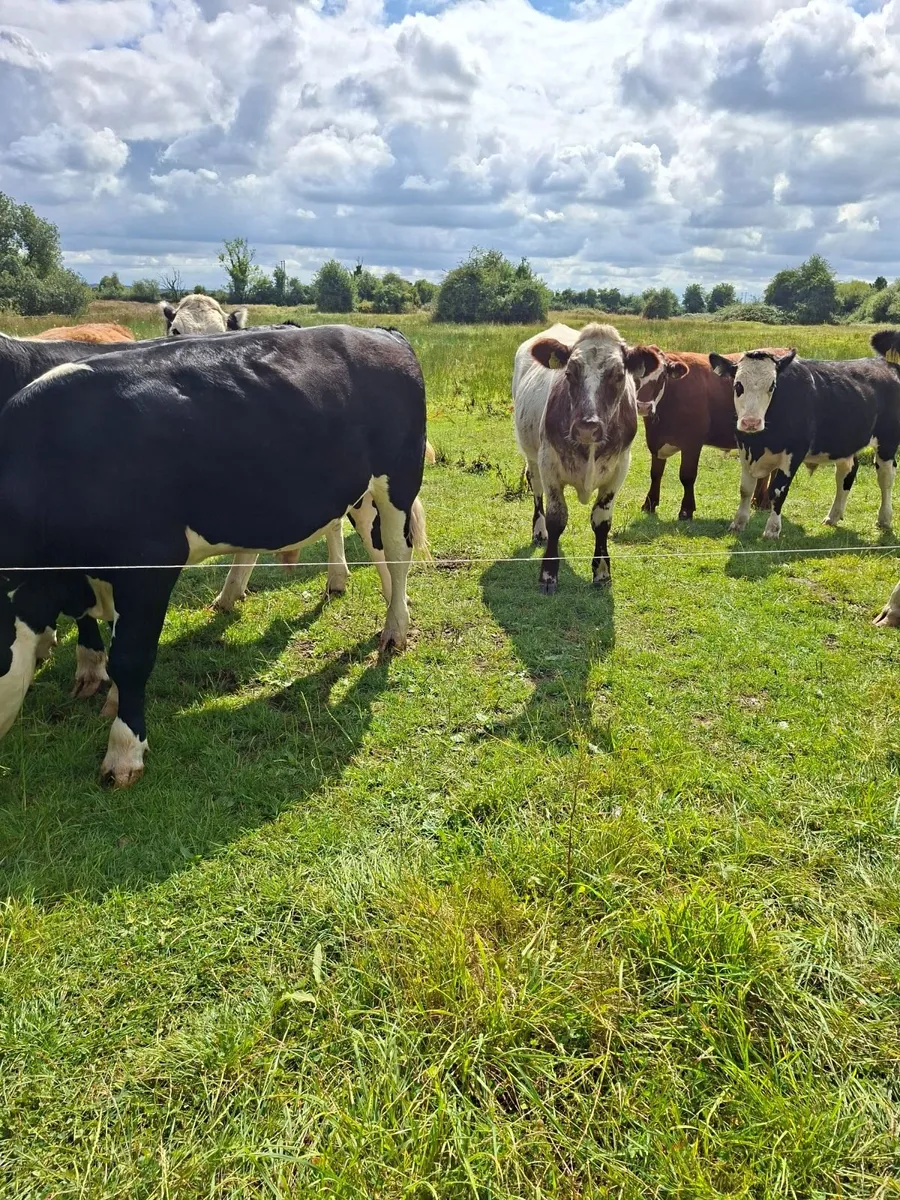 Cattle - Image 1