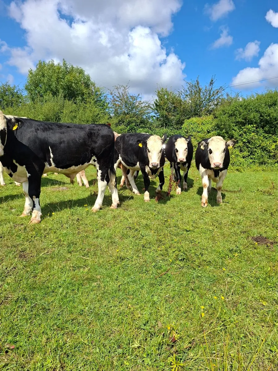 Cattle - Image 2