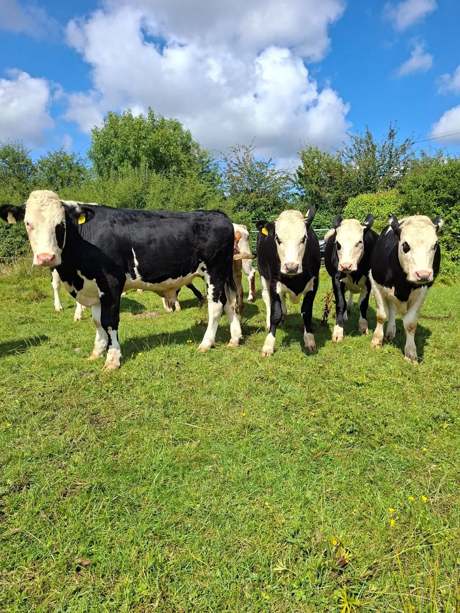 Cattle - Image 4