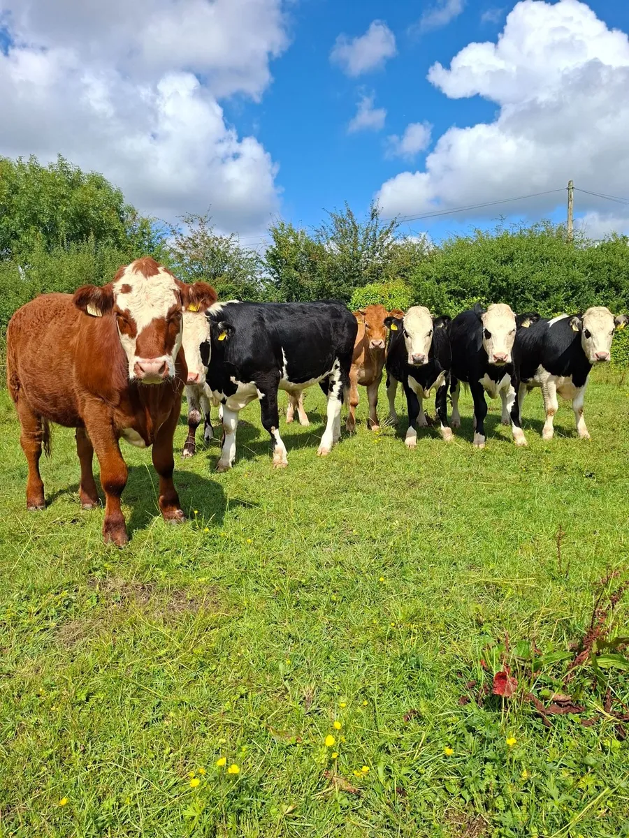 Cattle - Image 3
