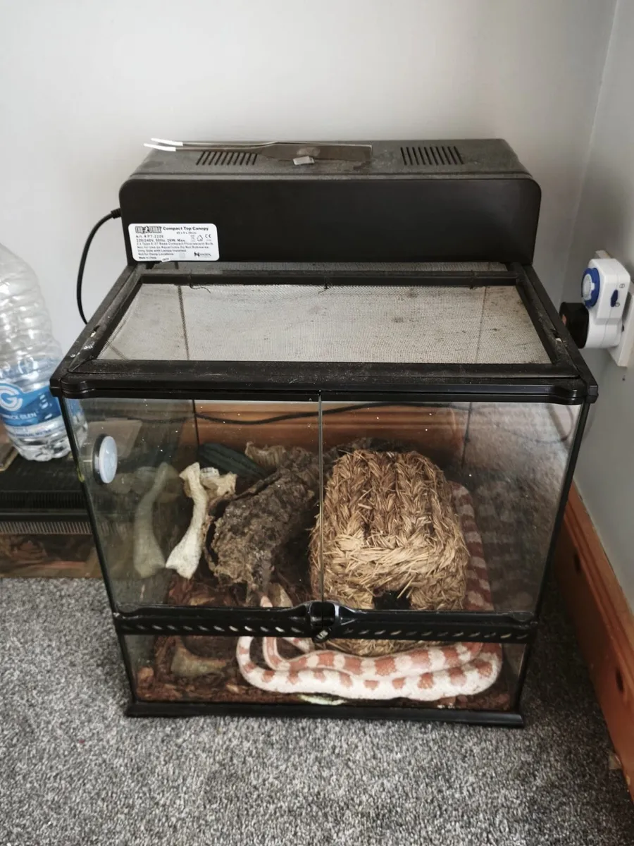 Corn snake perfect health with enclosure - Image 2