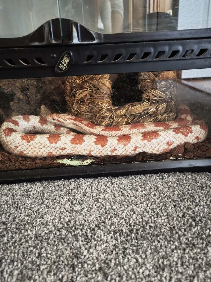 Corn snake perfect health with enclosure - Image 3
