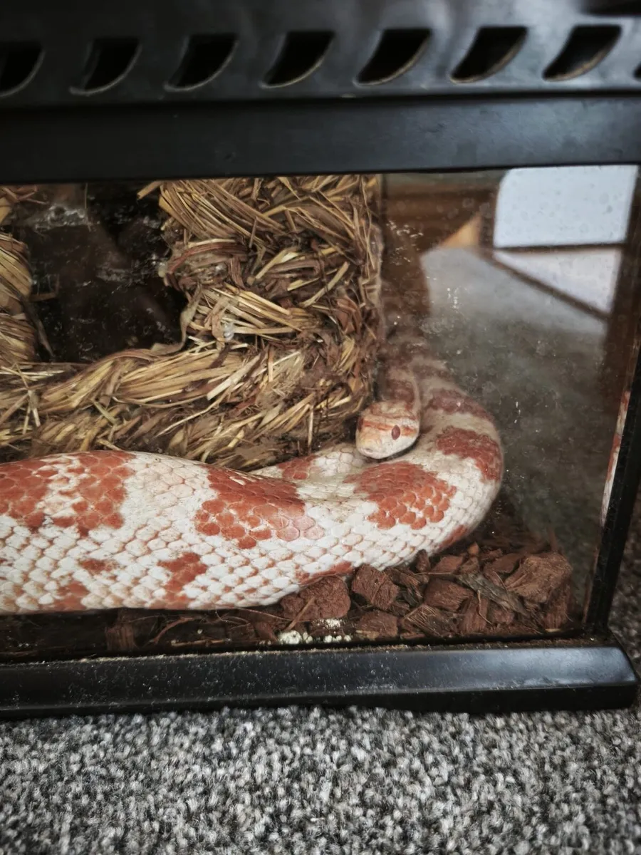 Corn snake perfect health with enclosure - Image 4