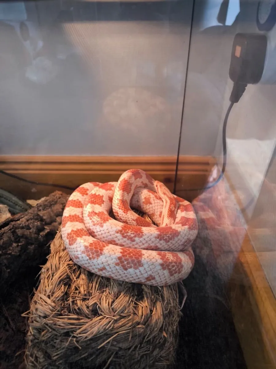 Corn snake perfect health with enclosure - Image 1