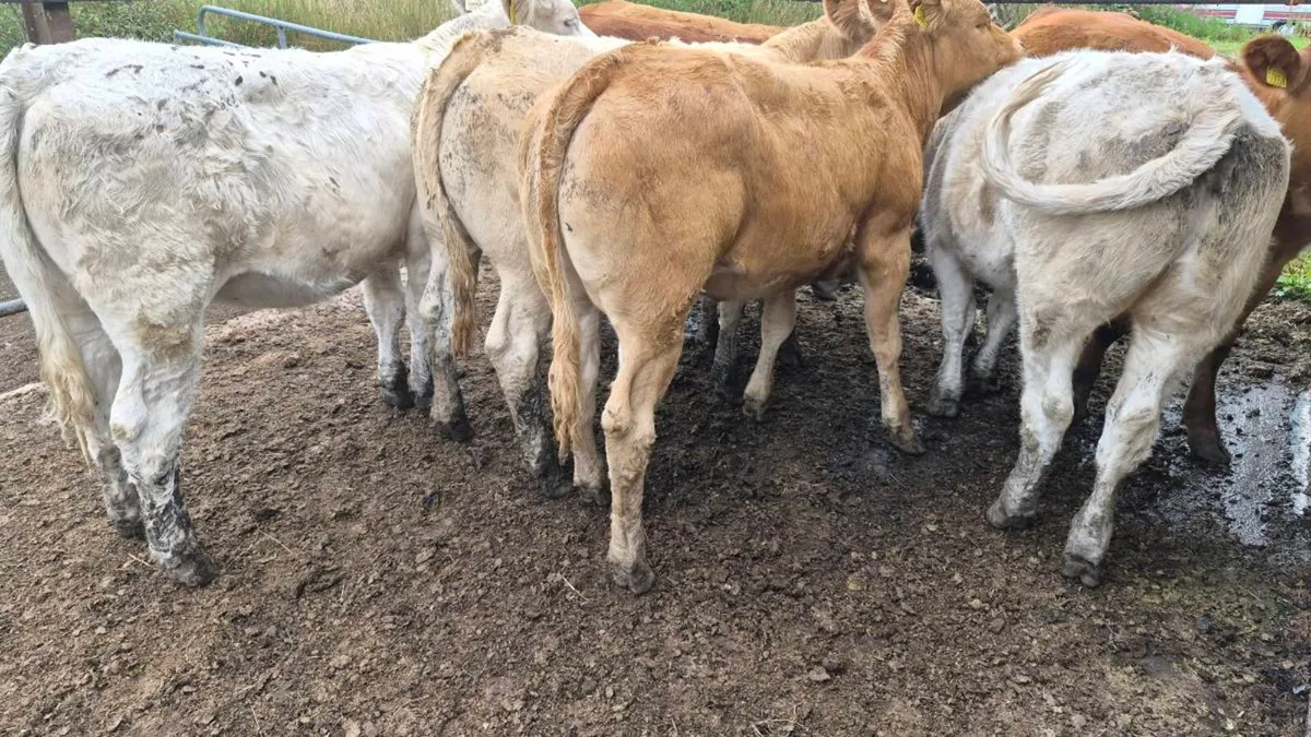 7 heifers - Image 2