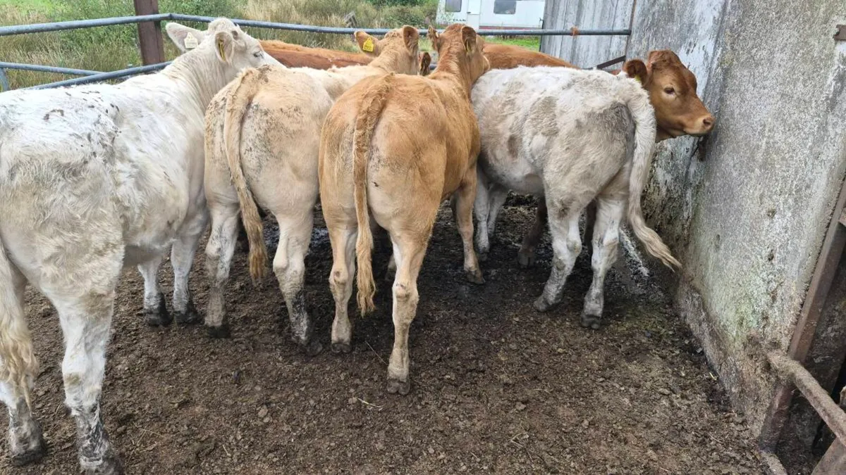 7 heifers - Image 1