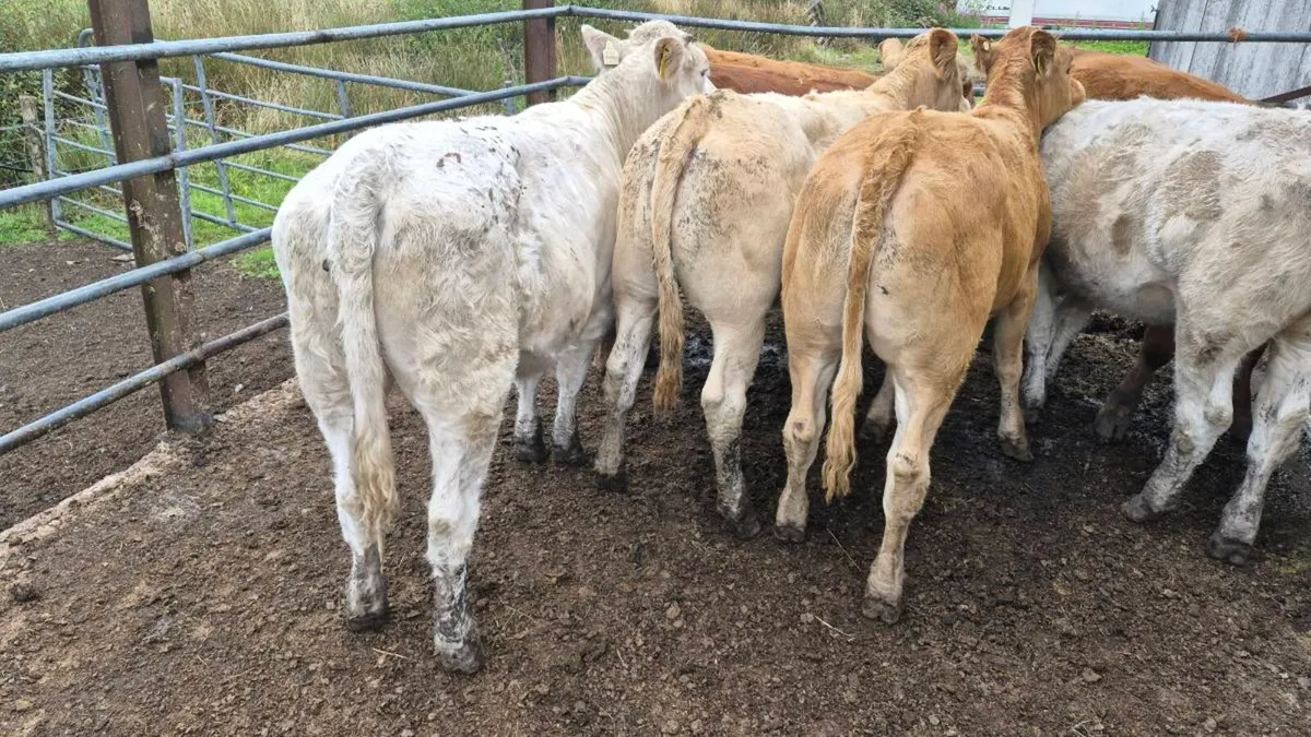 7 heifers - Image 3