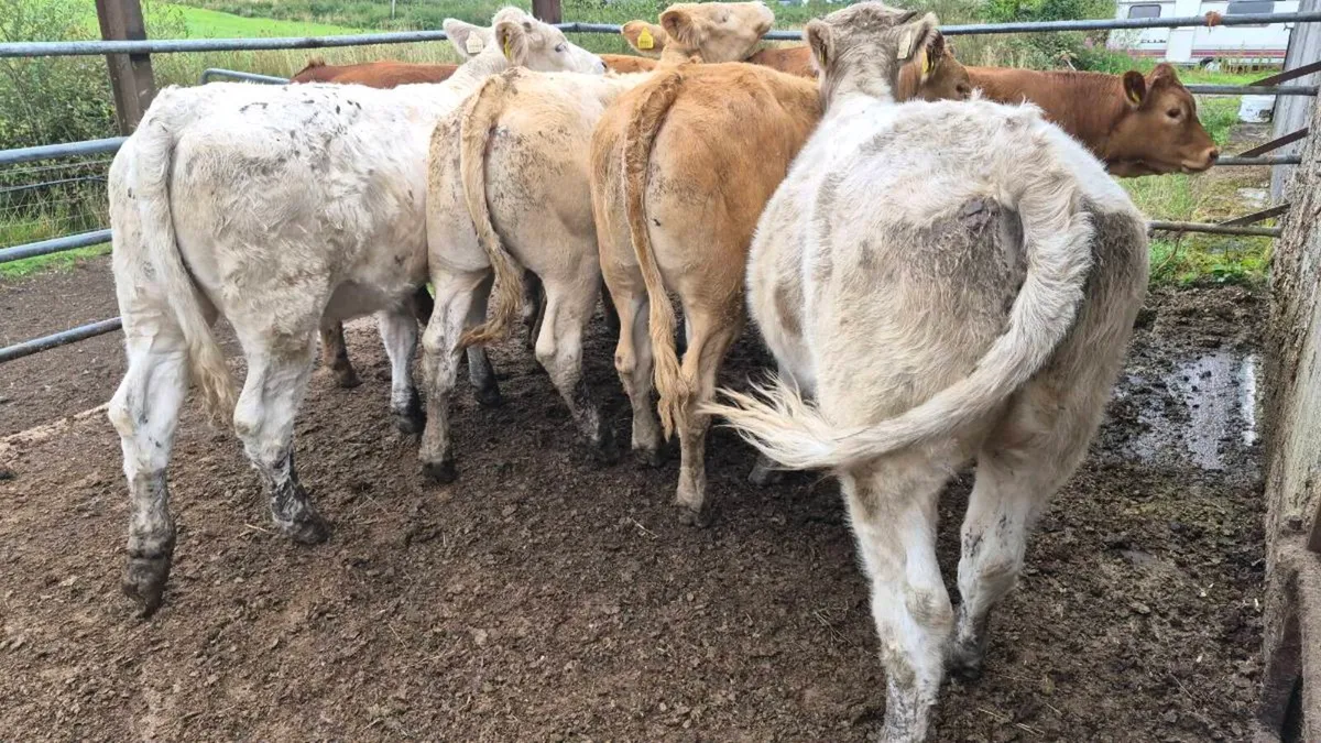 7 heifers - Image 4