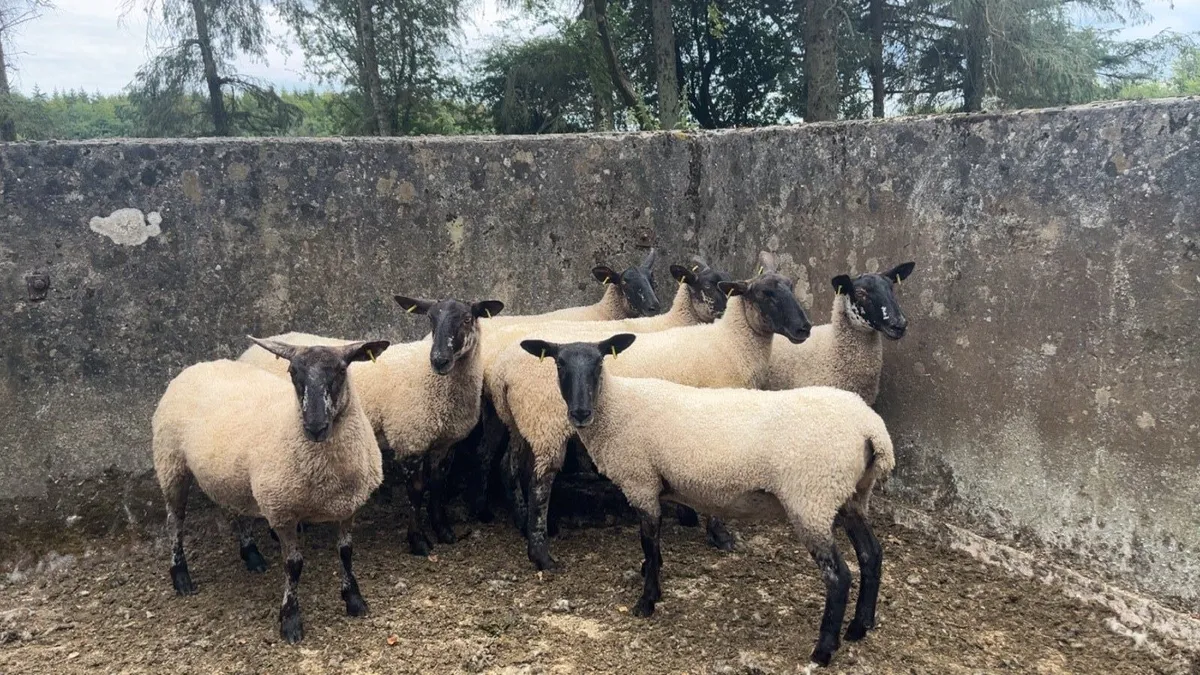 Speckled hoggets - Image 3
