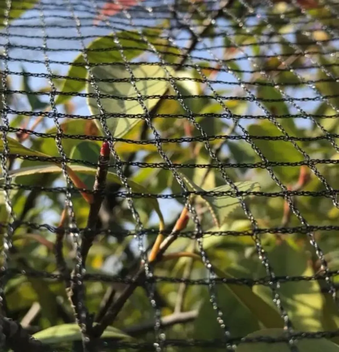 Anti Bird netting - Image 4