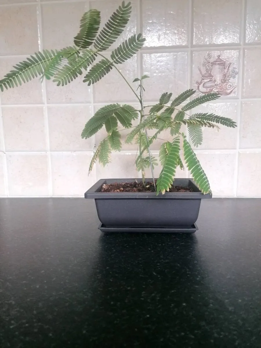 Bonsai trees - Image 1