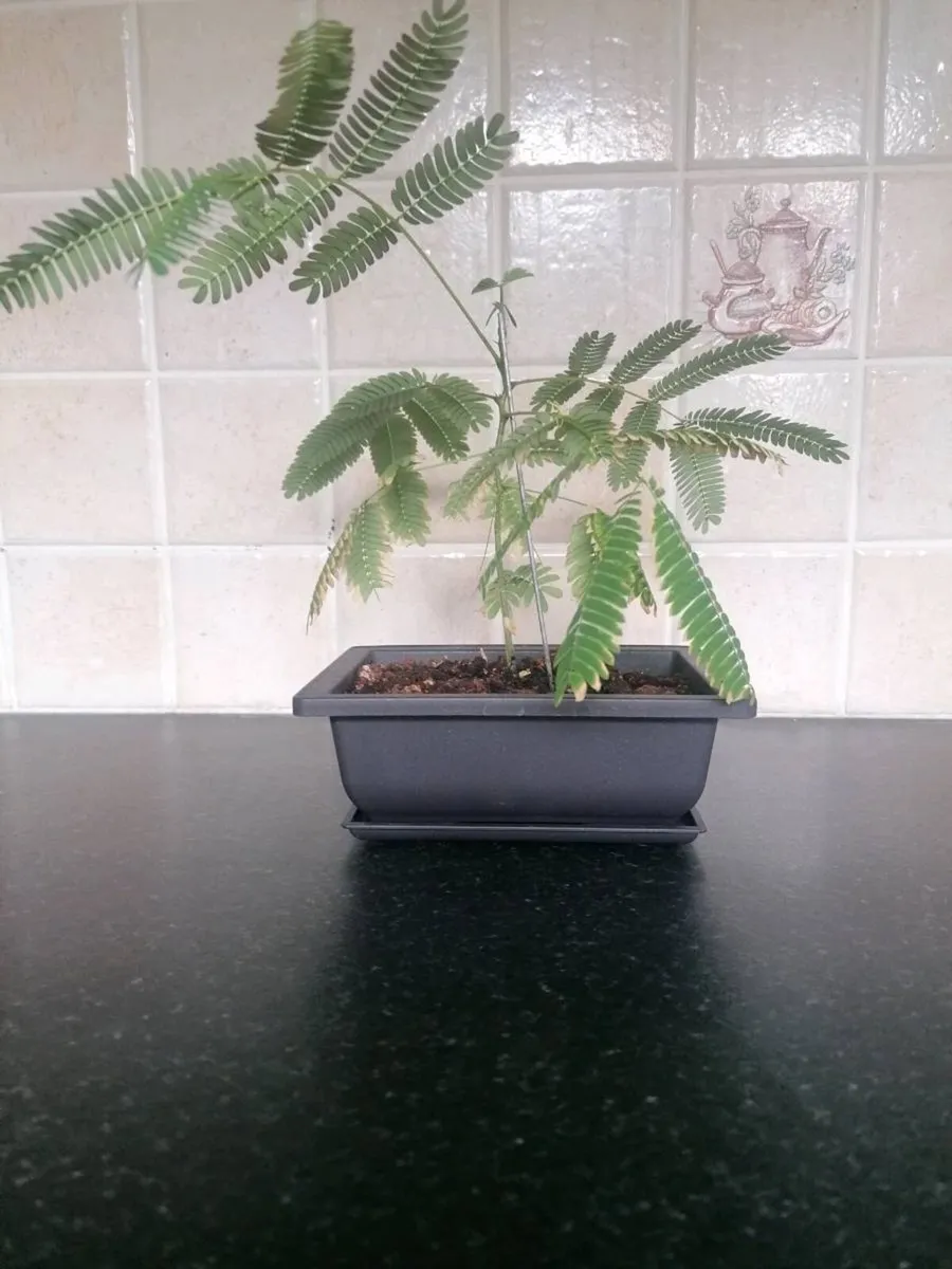Bonsai trees - Image 2