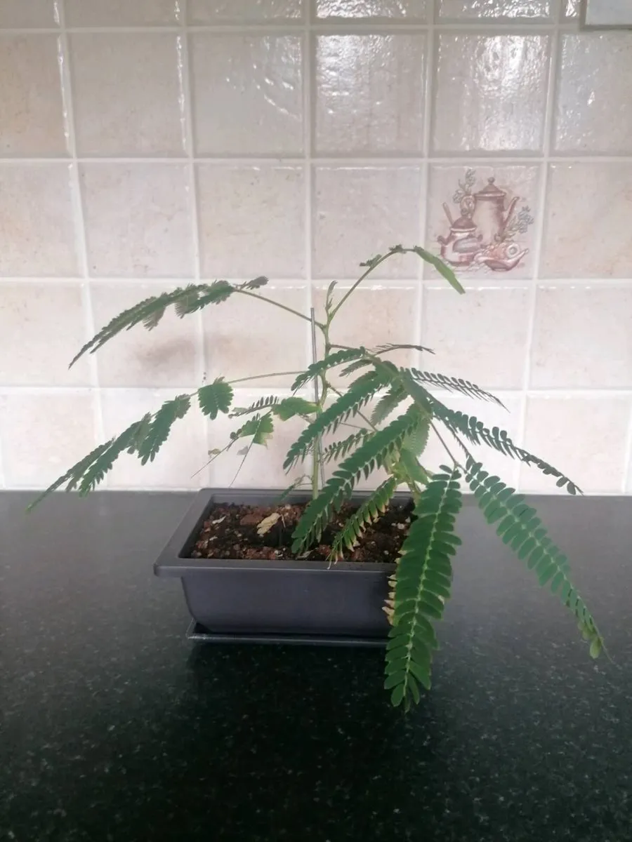 Bonsai trees - Image 3