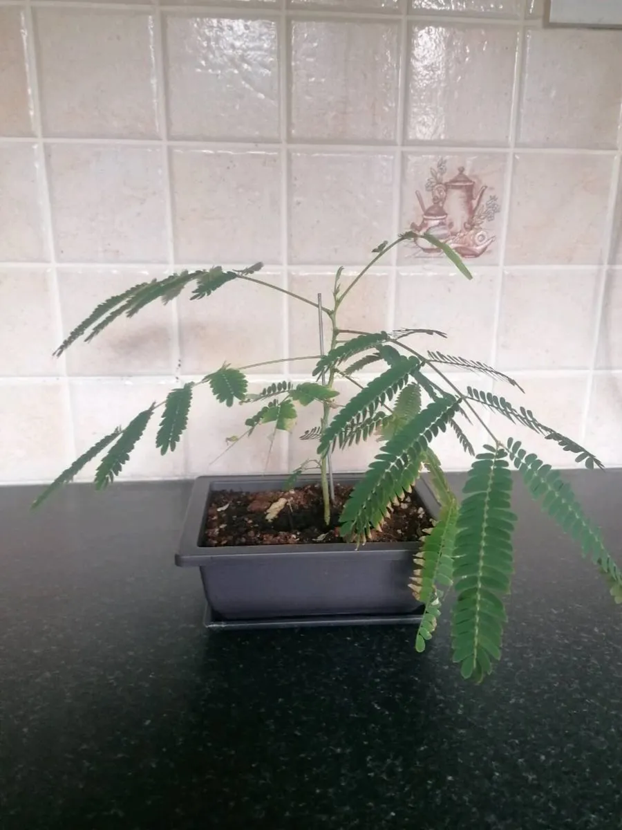 Bonsai trees - Image 4