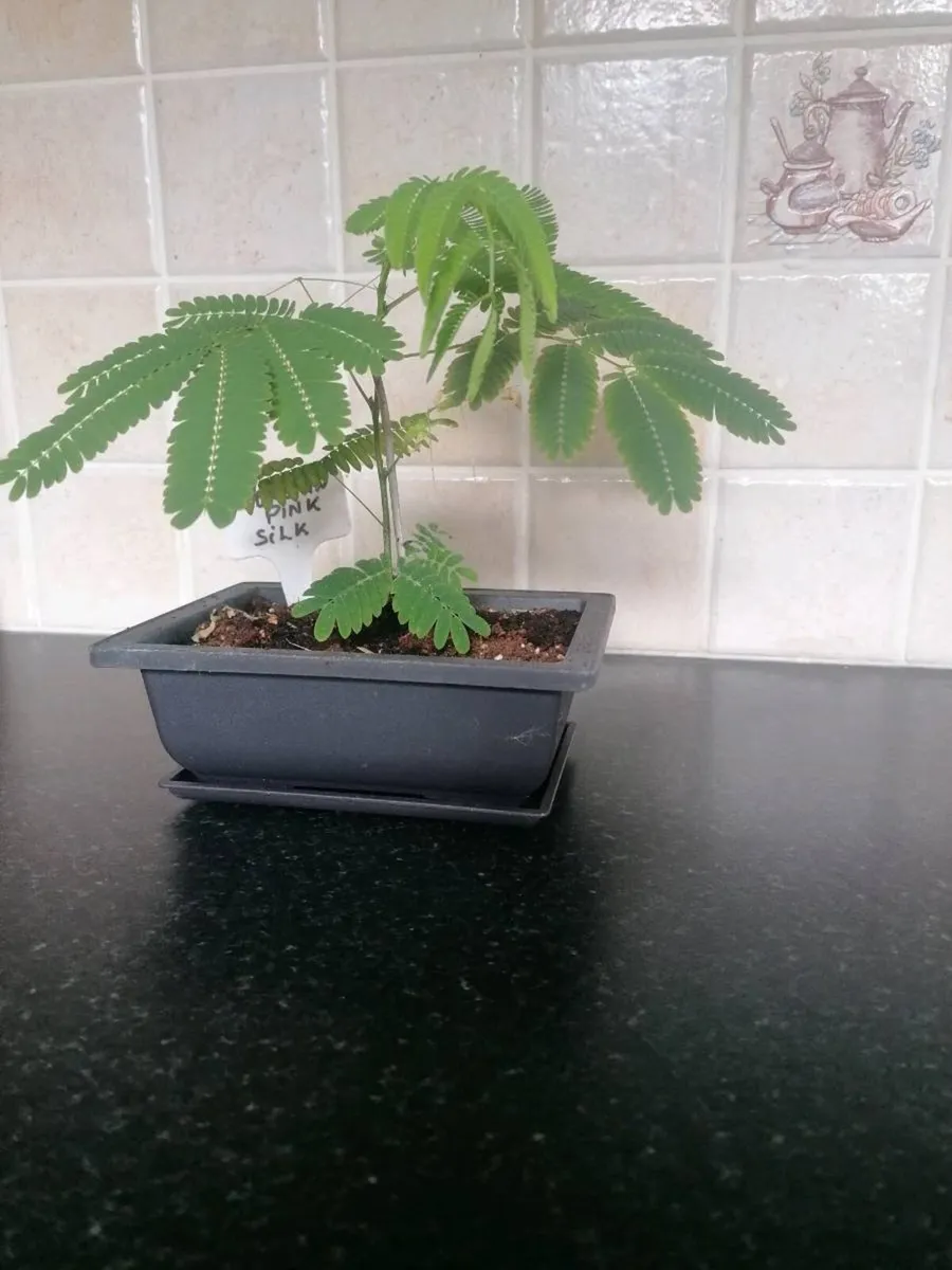Bonsai trees - Image 3