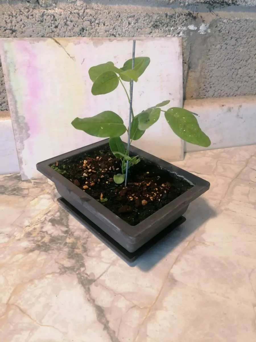 Bonsai trees - Image 4