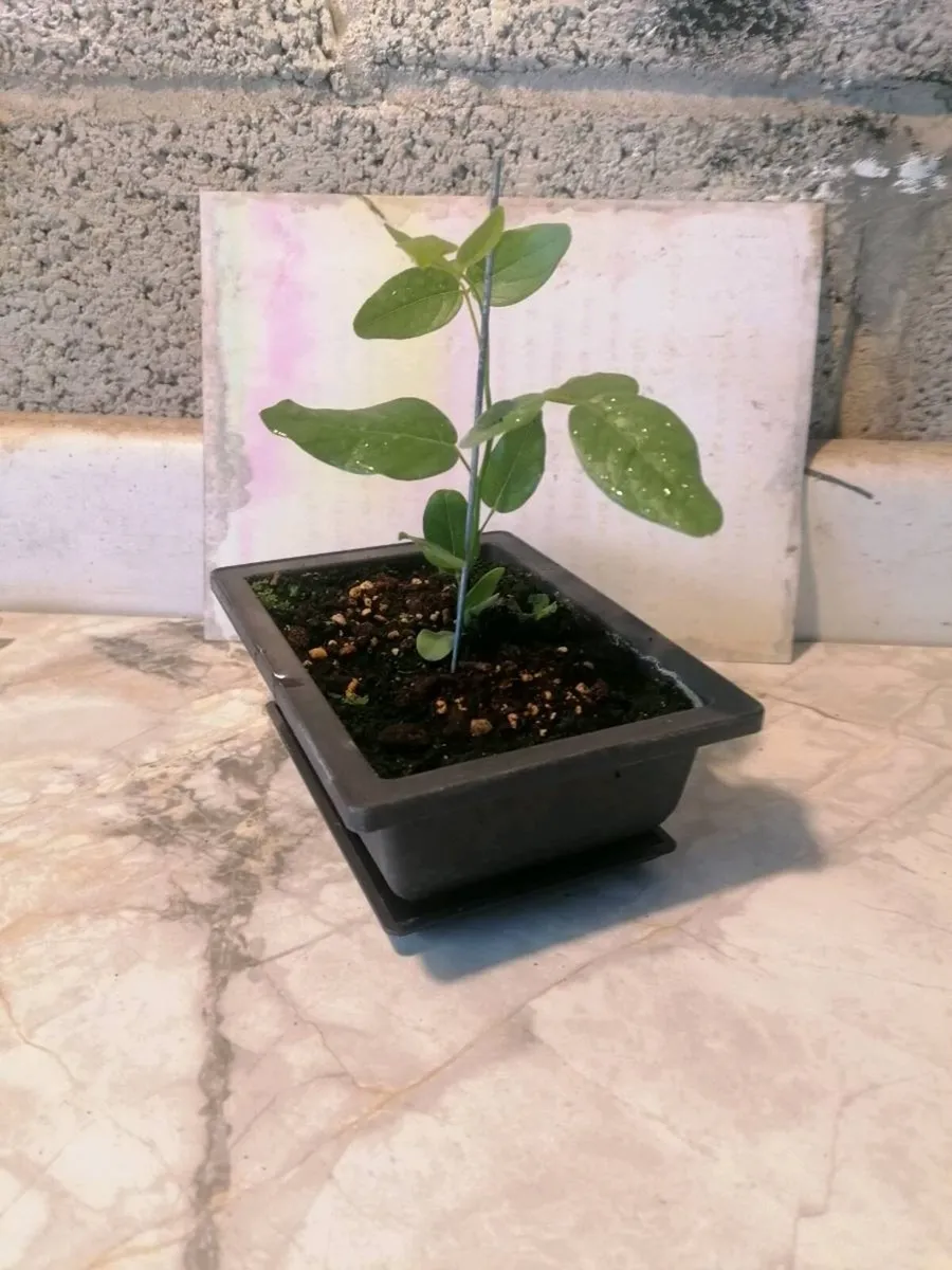 Bonsai trees - Image 2