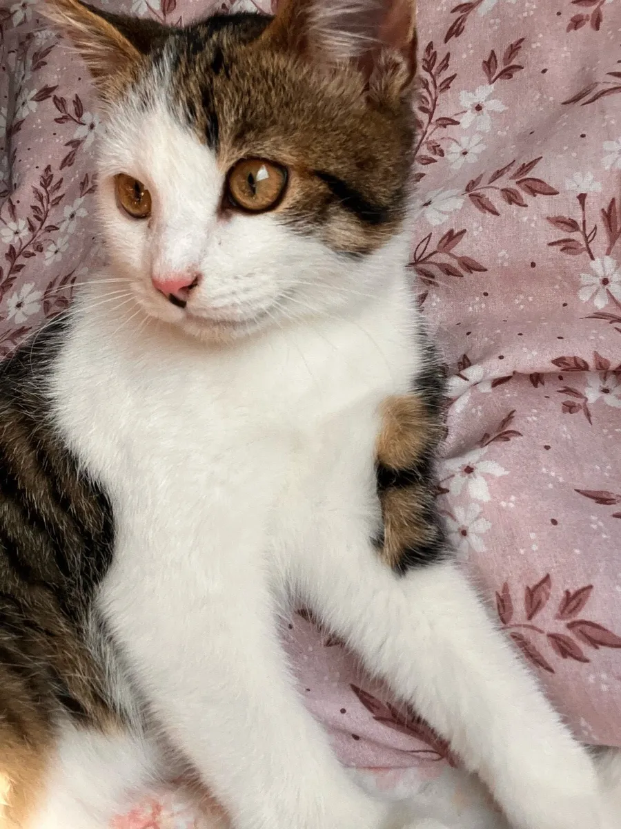 Kitten - Image 1