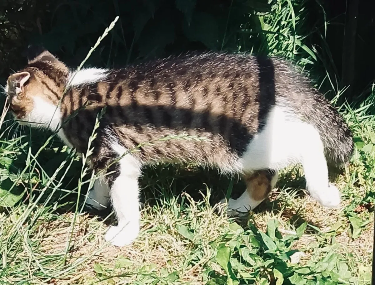 Kitten - Image 2