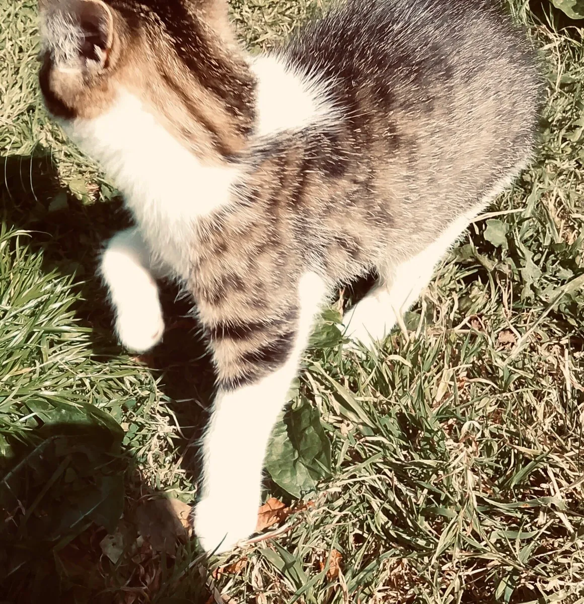 Kitten - Image 3