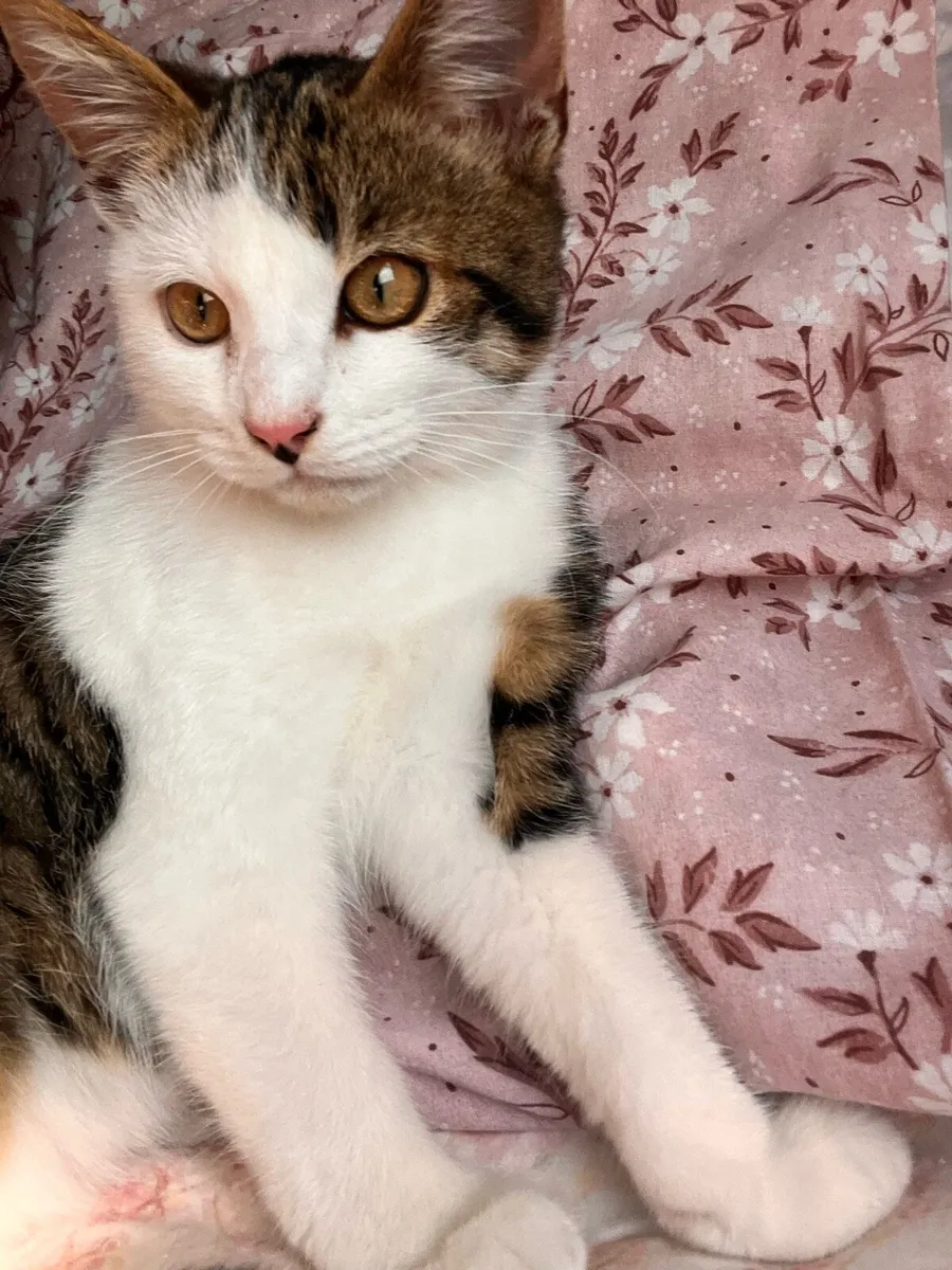 Kitten - Image 4