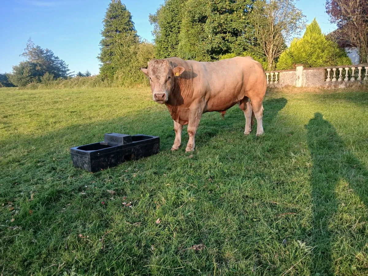 Organic bull - Image 4