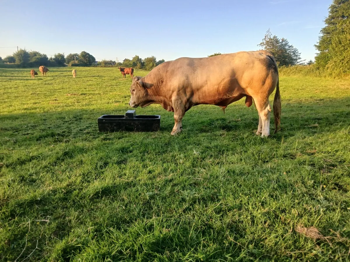 Organic bull - Image 2