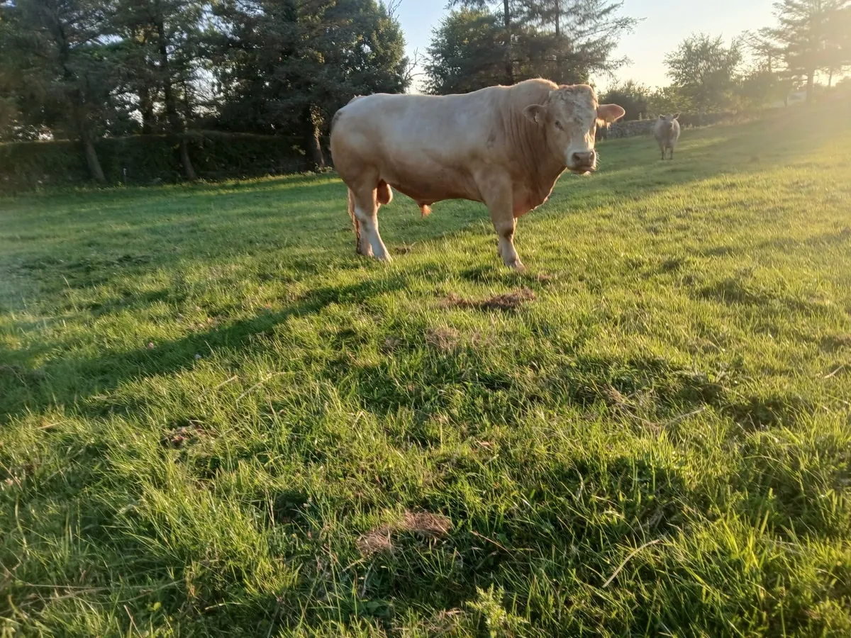 Organic bull - Image 3