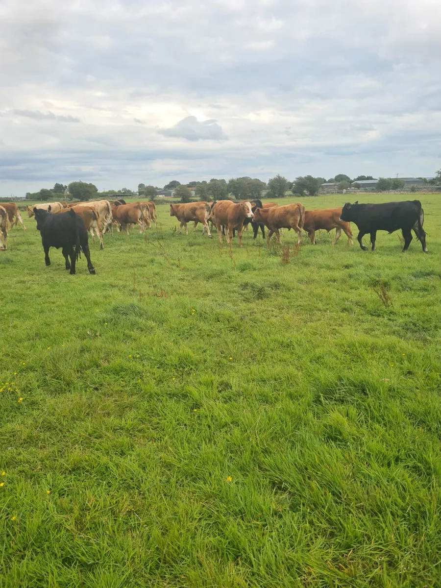Bullocks - Image 2