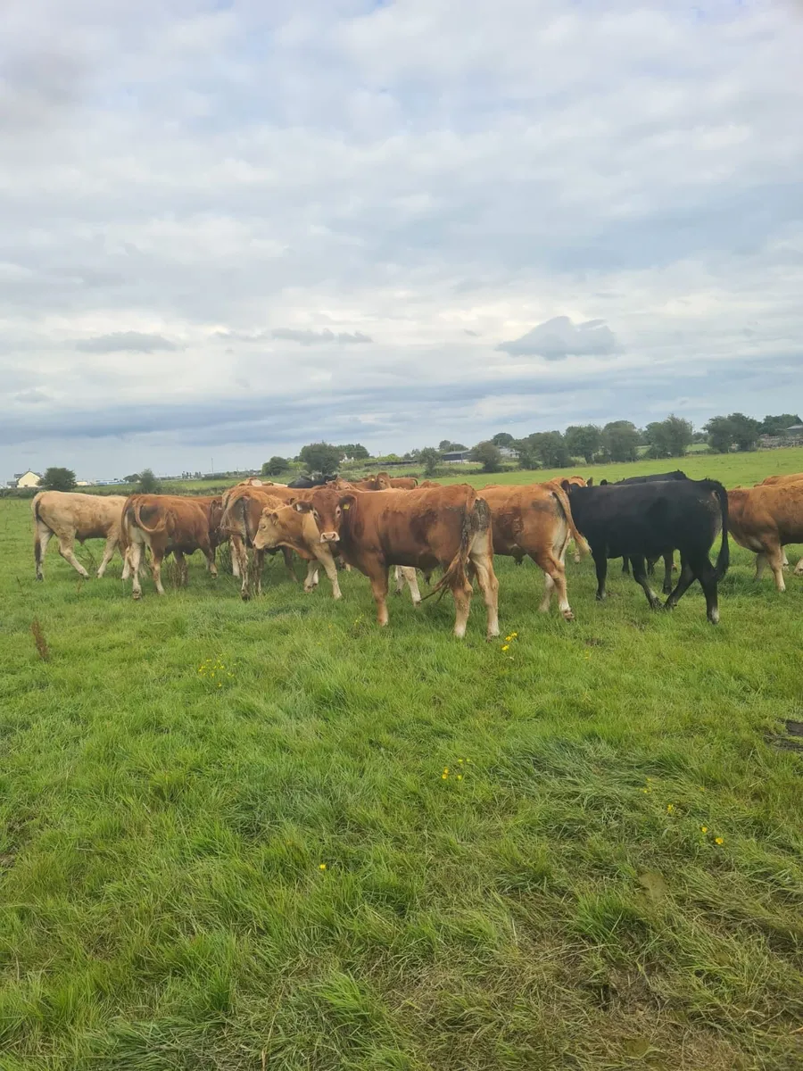 Bullocks - Image 3