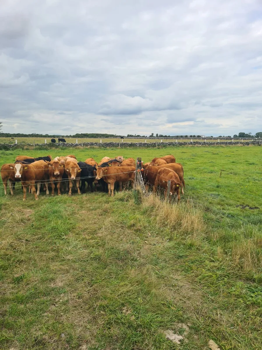 Bullocks - Image 4