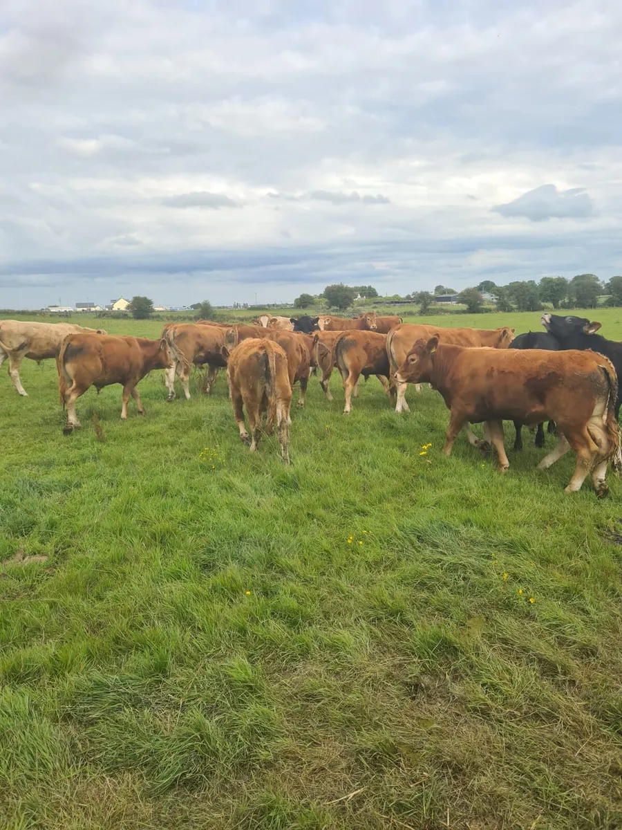 Bullocks - Image 1