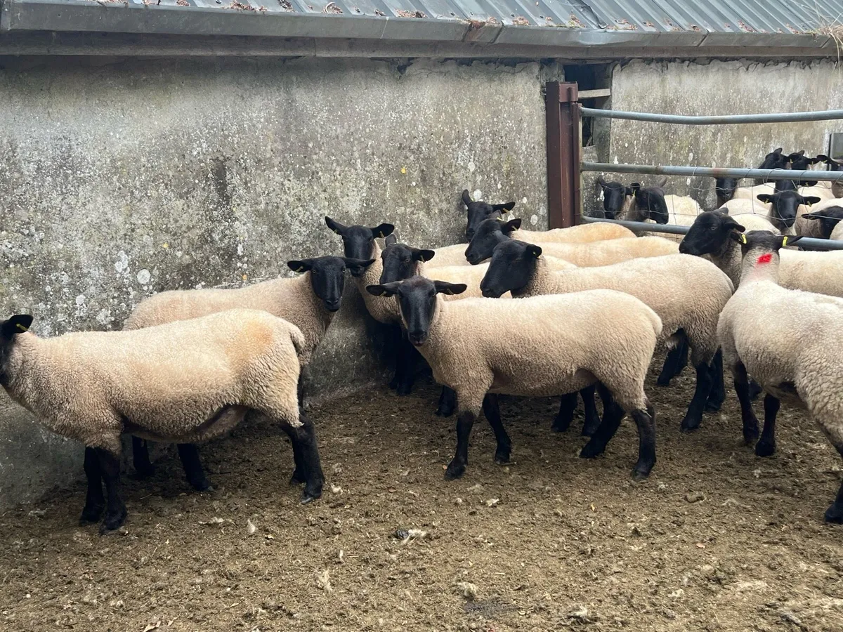 Suffolk hoggets - Image 2