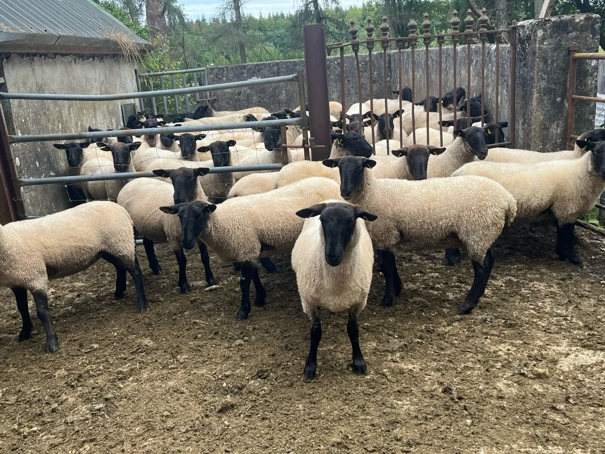 Suffolk hoggets - Image 3
