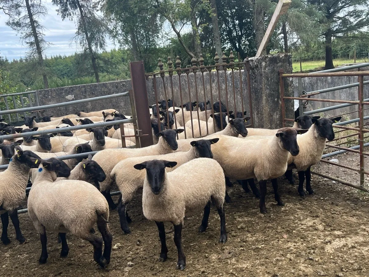 Suffolk hoggets - Image 4