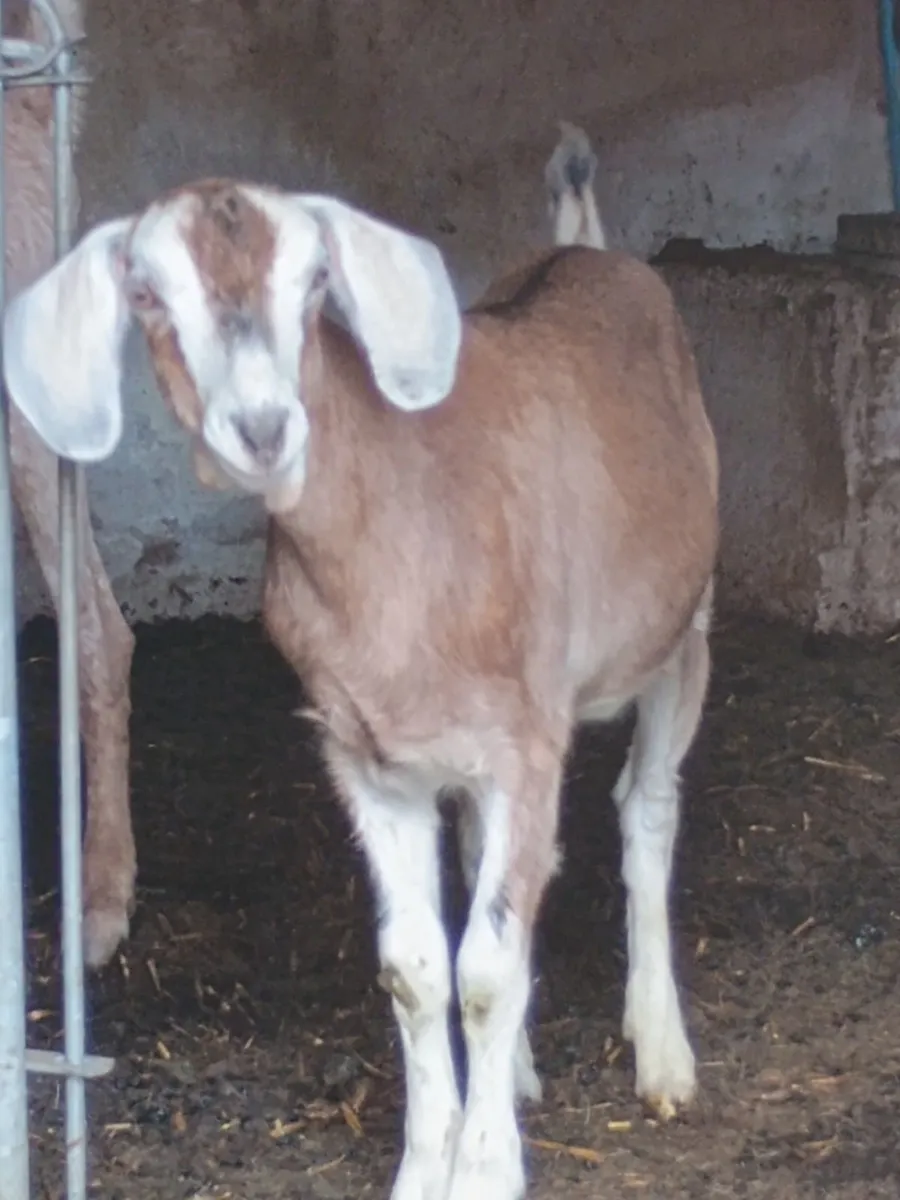 Kid Goats - Image 1