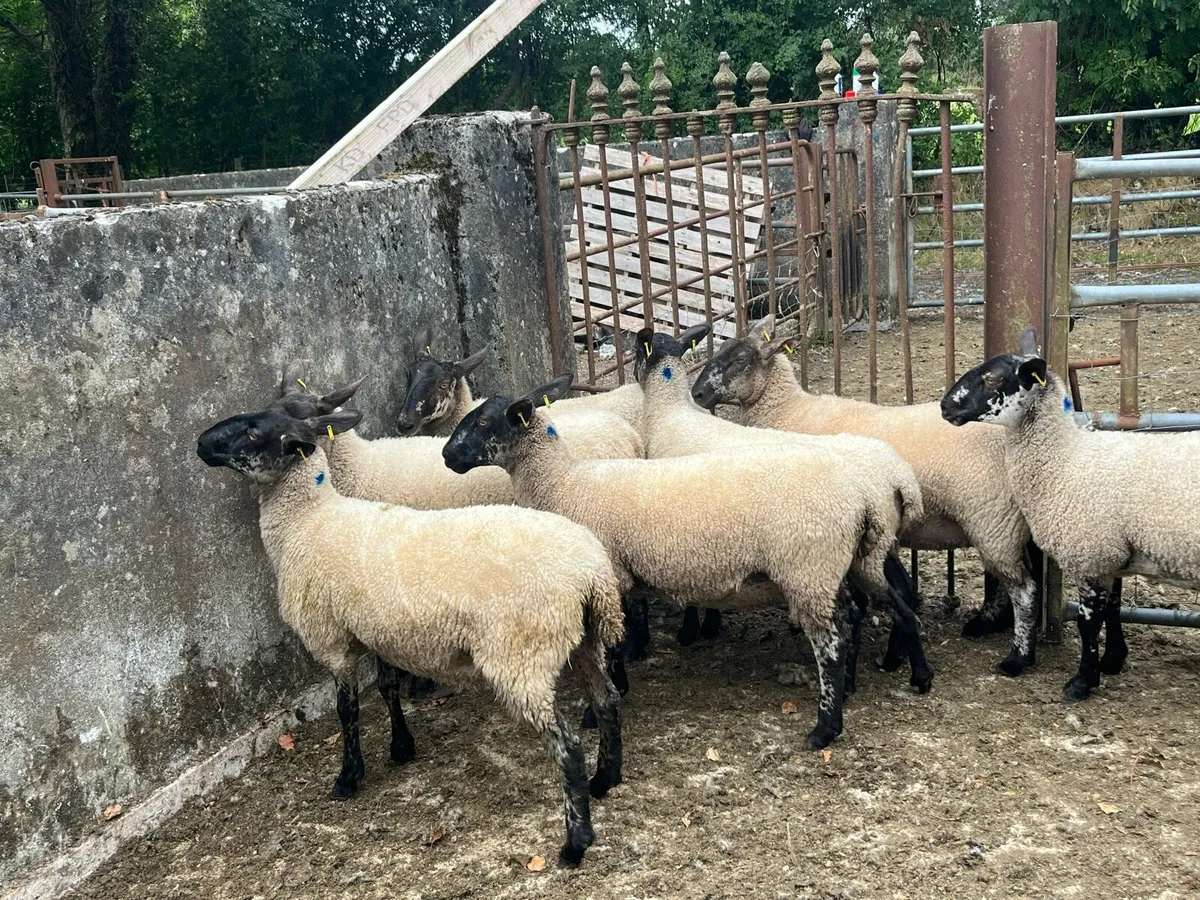 Speckled hoggets - Image 2
