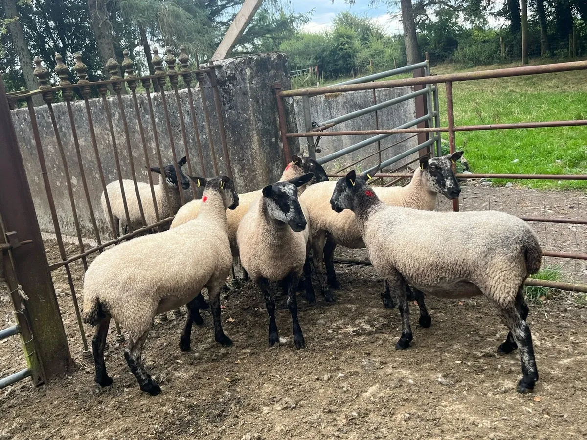 Speckled hoggets - Image 4