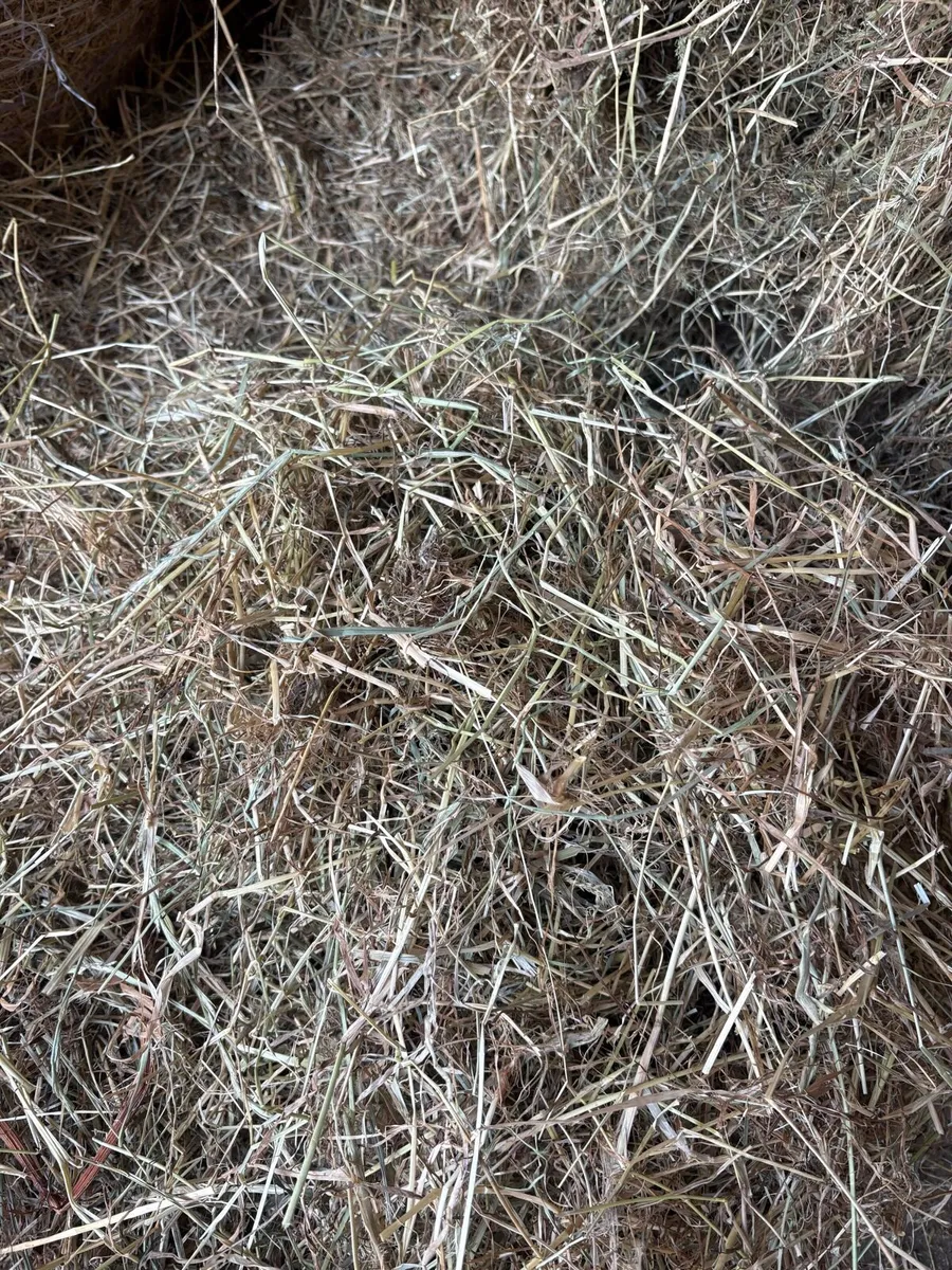 Hay - Image 2