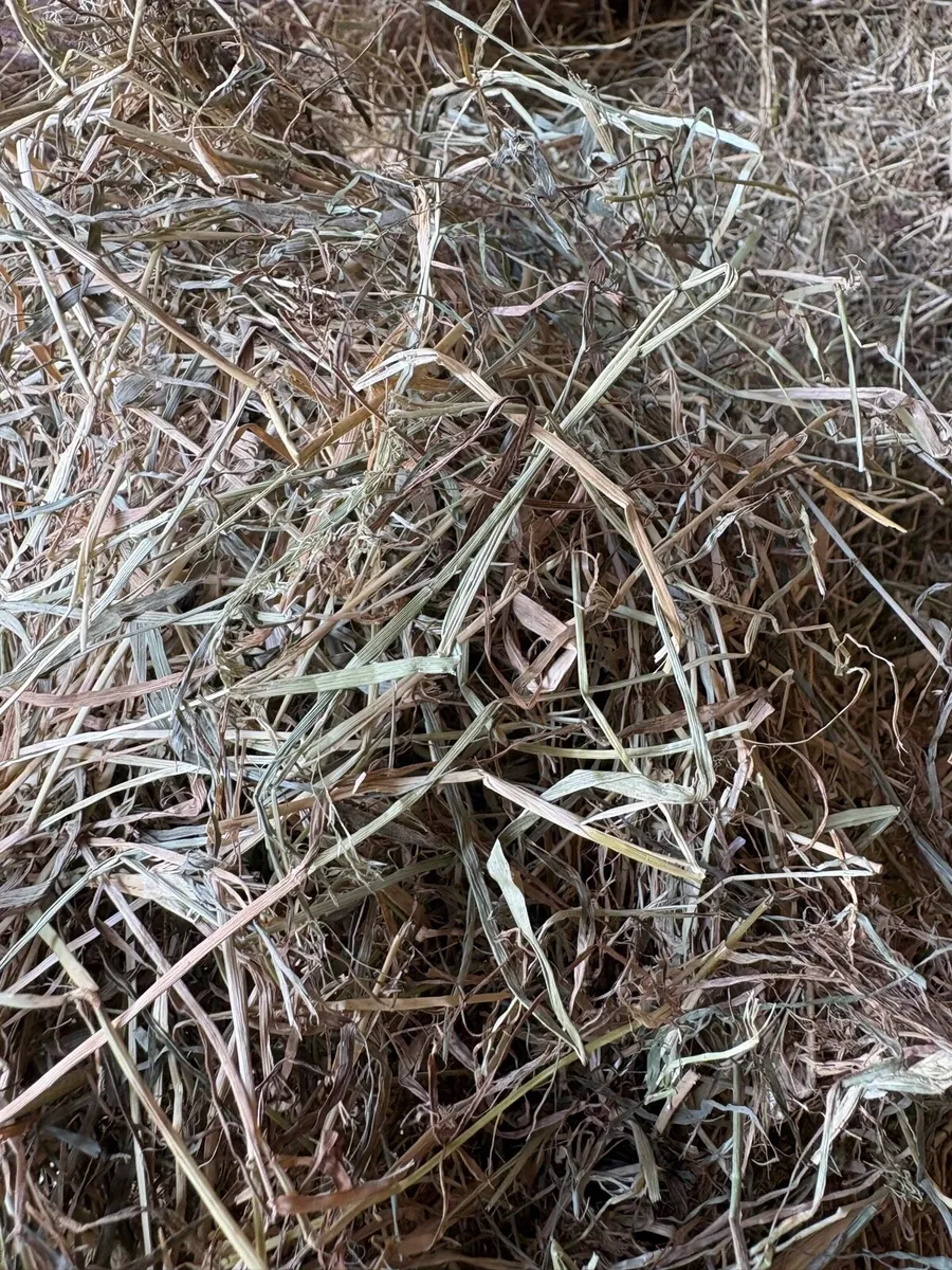 Hay - Image 3