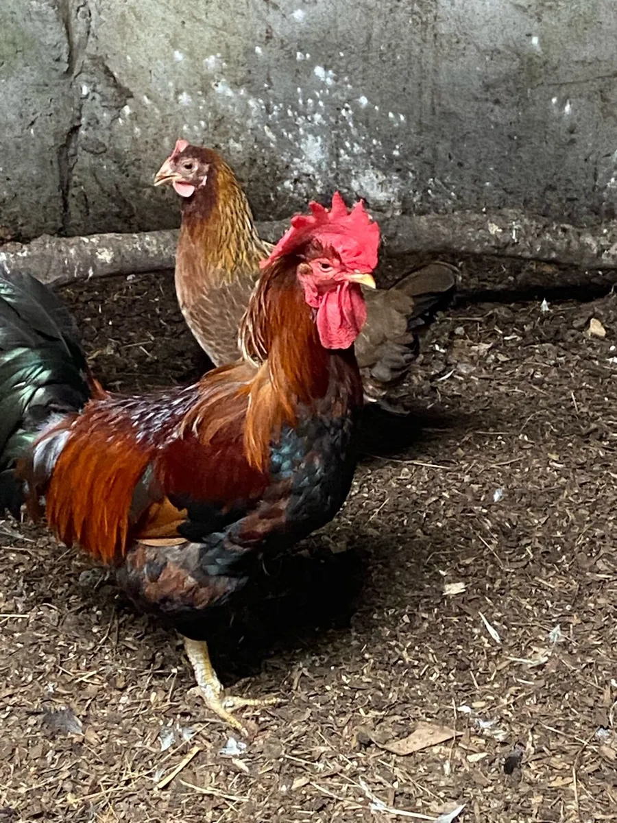Hens and chickens - Image 1